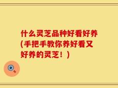 什么灵芝品种好看好养(手把手教你养好看又好养的灵芝！)