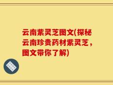 云南紫灵芝图文(探秘云南珍贵药材紫灵芝，图文带你了解)