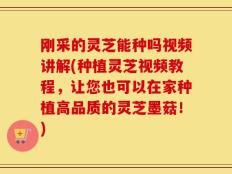 刚采的灵芝能种吗视频讲解(种植灵芝视频教程，让您也可以在家种植高品质的灵芝墨菇！)