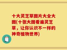 十大灵芝草图片大全大图(十张大图看遍灵芝草，让你认识不一样的神奇植物世界)