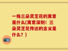一株三朵灵芝花的寓意是什么(寓意深刻！三朵灵芝花传达的含义是什么？)