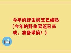 今年的野生灵芝已成熟(今年的野生灵芝已长成，准备采摘！)