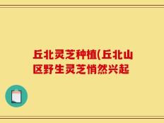 丘北灵芝种植(丘北山区野生灵芝悄然兴起