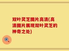双叶灵芝图片高清(高清图片展现双叶灵芝的神奇之处)