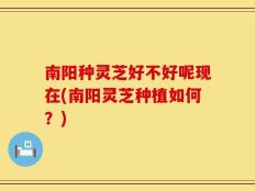 南阳种灵芝好不好呢现在(南阳灵芝种植如何？)