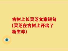 古树上长灵芝文案短句(灵芝在古树上开出了新生命)
