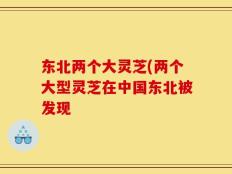 东北两个大灵芝(两个大型灵芝在中国东北被发现