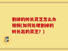 割掉的树长灵芝怎么办视频(如何处理割掉的树长出的灵芝？)