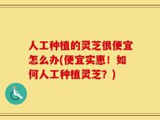 人工种植的灵芝很便宜怎么办(便宜实惠！如何人工种植灵芝？)
