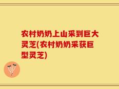 农村奶奶上山采到巨大灵芝(农村奶奶采获巨型灵芝)