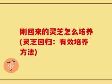 刚回来的灵芝怎么培养(灵芝回归：有效培养方法)