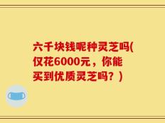 六千块钱呢种灵芝吗(仅花6000元，你能买到优质灵芝吗？)