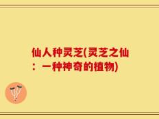 仙人种灵芝(灵芝之仙：一种神奇的植物)