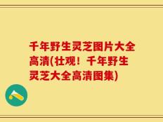 千年野生灵芝图片大全高清(壮观！千年野生灵芝大全高清图集)