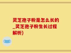 灵芝孢子粉是怎么长的_灵芝孢子粉生长过程解析)