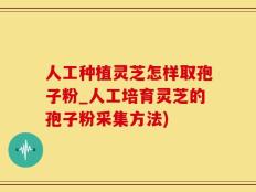 人工种植灵芝怎样取孢子粉_人工培育灵芝的孢子粉采集方法)