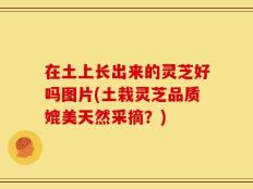 在土上长出来的灵芝好吗图片(土栽灵芝品质媲美天然采摘？)