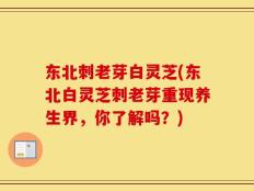 东北刺老芽白灵芝(东北白灵芝刺老芽重现养生界，你了解吗？)