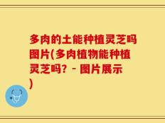 多肉的土能种植灵芝吗图片(多肉植物能种植灵芝吗？- 图片展示)