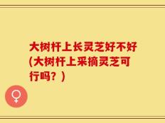 大树杆上长灵芝好不好(大树杆上采摘灵芝可行吗？)