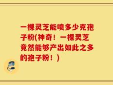 一棵灵芝能喷多少克孢子粉(神奇！一棵灵芝竟然能够产出如此之多的孢子粉！)
