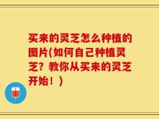 买来的灵芝怎么种植的图片(如何自己种植灵芝？教你从买来的灵芝开始！)