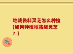 地栽袋料灵芝怎么种植(如何种植地栽袋灵芝？)
