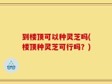 到楼顶可以种灵芝吗(楼顶种灵芝可行吗？)