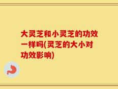 大灵芝和小灵芝的功效一样吗(灵芝的大小对功效影响)