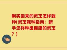刚买回来的灵芝怎样栽种(灵芝栽种指南：新手怎样种出健康的灵芝？)