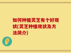如何种植灵芝有个好现状(灵芝种植现状及方法简介)