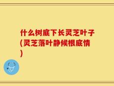 什么树底下长灵芝叶子(灵芝落叶静候根底情)