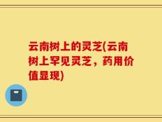 云南树上的灵芝(云南树上罕见灵芝，药用价值显现)