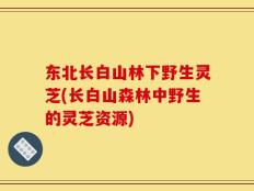 东北长白山林下野生灵芝(长白山森林中野生的灵芝资源)
