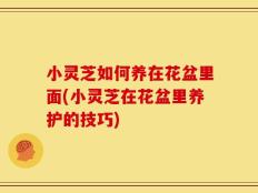 小灵芝如何养在花盆里面(小灵芝在花盆里养护的技巧)