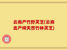 云南产竹野灵芝(云南出产纯天然竹林灵芝)