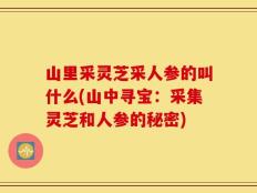 山里采灵芝采人参的叫什么(山中寻宝：采集灵芝和人参的秘密)