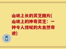 山坡上长的灵芝图片(山坡上的神奇灵芝：一种令人惊叹的大自然奇迹)