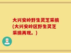 大兴安岭野生灵芝采摘(大兴安岭区野生灵芝采摘再现。)