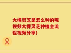 大棵灵芝是怎么种的呢视频大棵灵芝种植全流程视频分享)