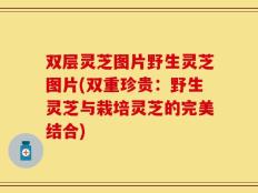 双层灵芝图片野生灵芝图片(双重珍贵：野生灵芝与栽培灵芝的完美结合)