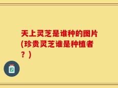 天上灵芝是谁种的图片(珍贵灵芝谁是种植者？)