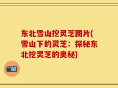 东北雪山挖灵芝图片(雪山下的灵芝：探秘东北挖灵芝的奥秘)
