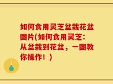如何食用灵芝盆栽花盆图片(如何食用灵芝：从盆栽到花盆，一图教你操作！)
