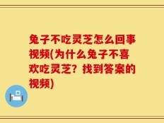 兔子不吃灵芝怎么回事视频(为什么兔子不喜欢吃灵芝？找到答案的视频)