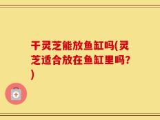 干灵芝能放鱼缸吗(灵芝适合放在鱼缸里吗？)