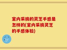 室内采摘的灵芝手感是怎样的(室内采摘灵芝的手感体验)