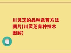 川灵芝的品种选育方法图片(川灵芝育种技术图解)