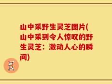 山中采野生灵芝图片(山中采到令人惊叹的野生灵芝：激动人心的瞬间)