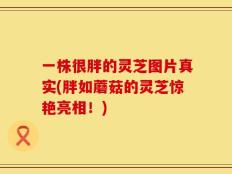 一株很胖的灵芝图片真实(胖如蘑菇的灵芝惊艳亮相！)